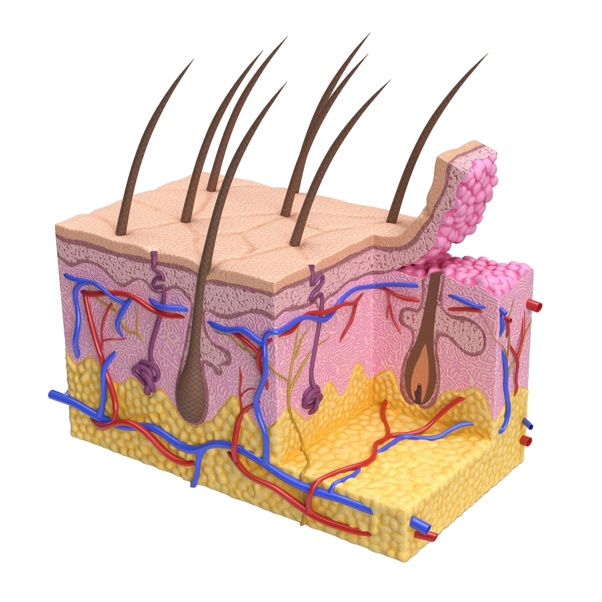 anatomical-cross-section-human-skin-with-hair-follicles-blood-vessels