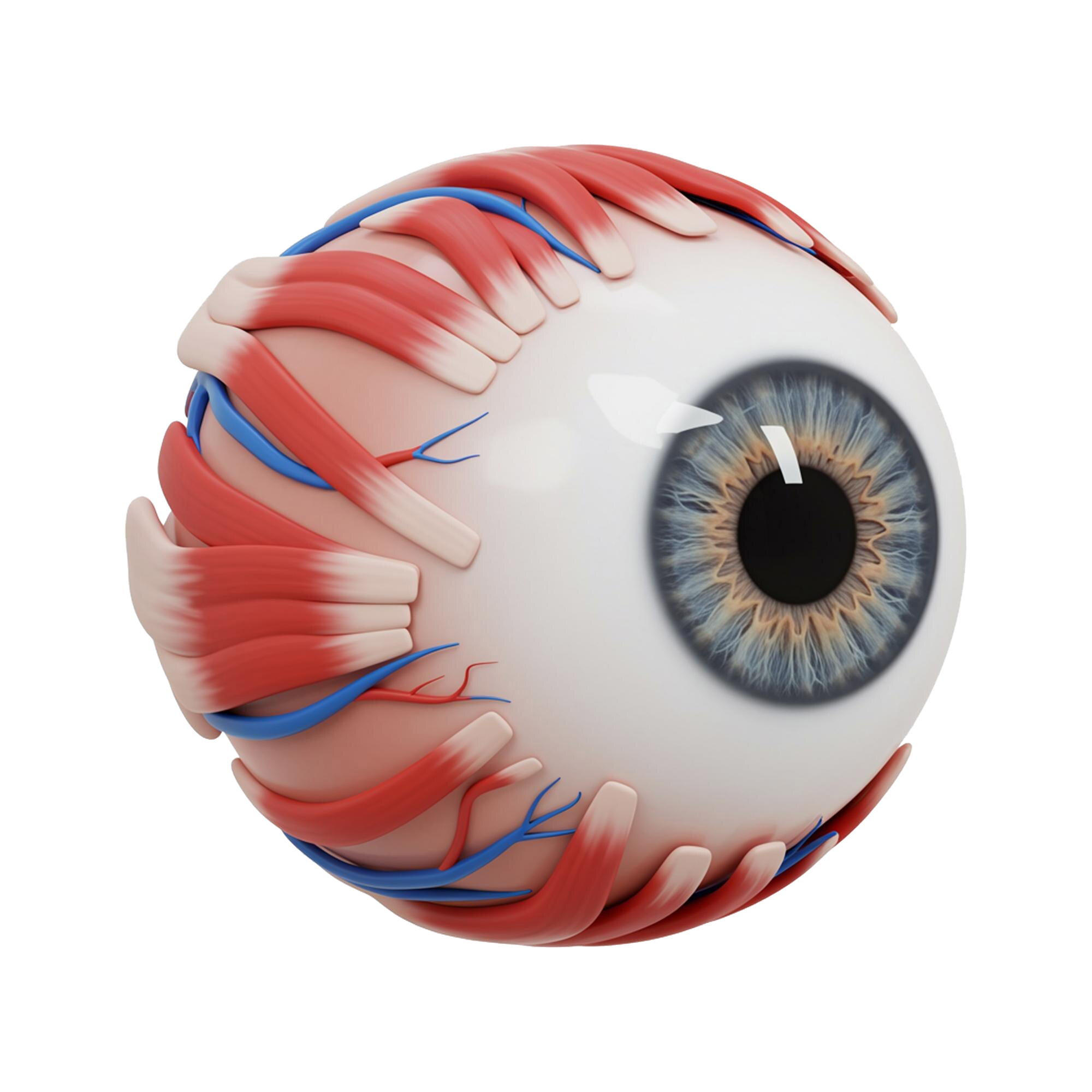 detailed-3d-model-human-eyeball-with-muscles-blood-vessels-transparent-background